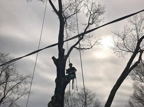 RESIDENTIAL_TREE_CARE_SERVICES__4_.jpg
